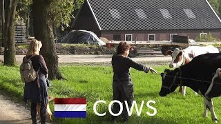 preview picture of video 'Dutch cows [HD]'