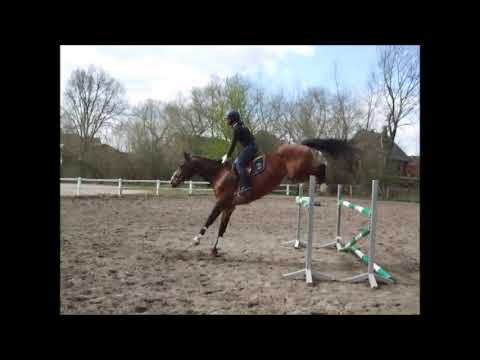 BALOTELLI 14j. v. Balout du Rouet S-platziert Top Lehrpferd 6.800,- Euro