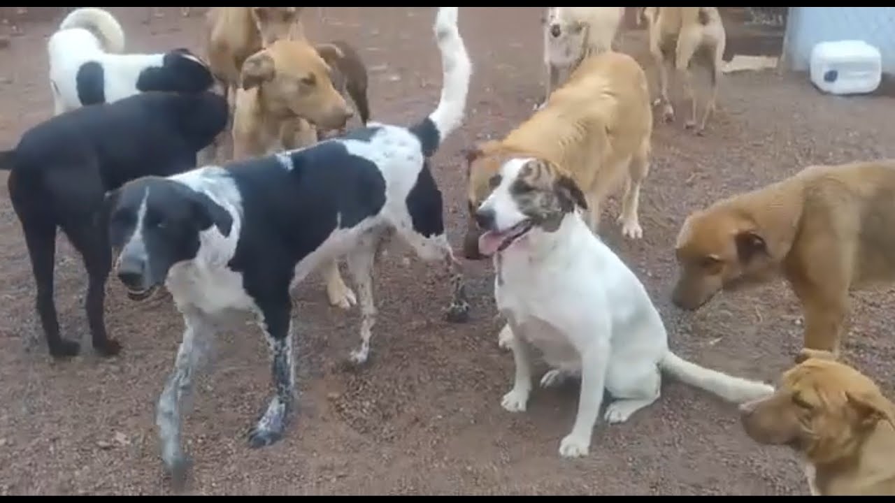 Enlarge Madison, a ADOPTABLE mixed breed in Mississauga, ON video 5/5