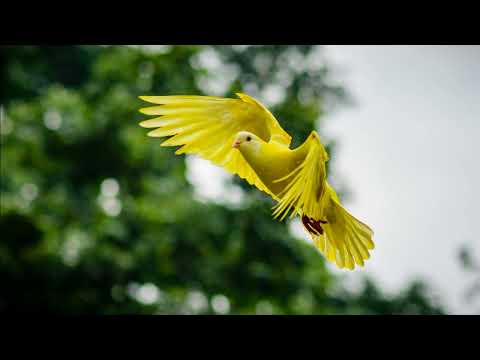 Yonaka - Seize the Power (pristinely clean)