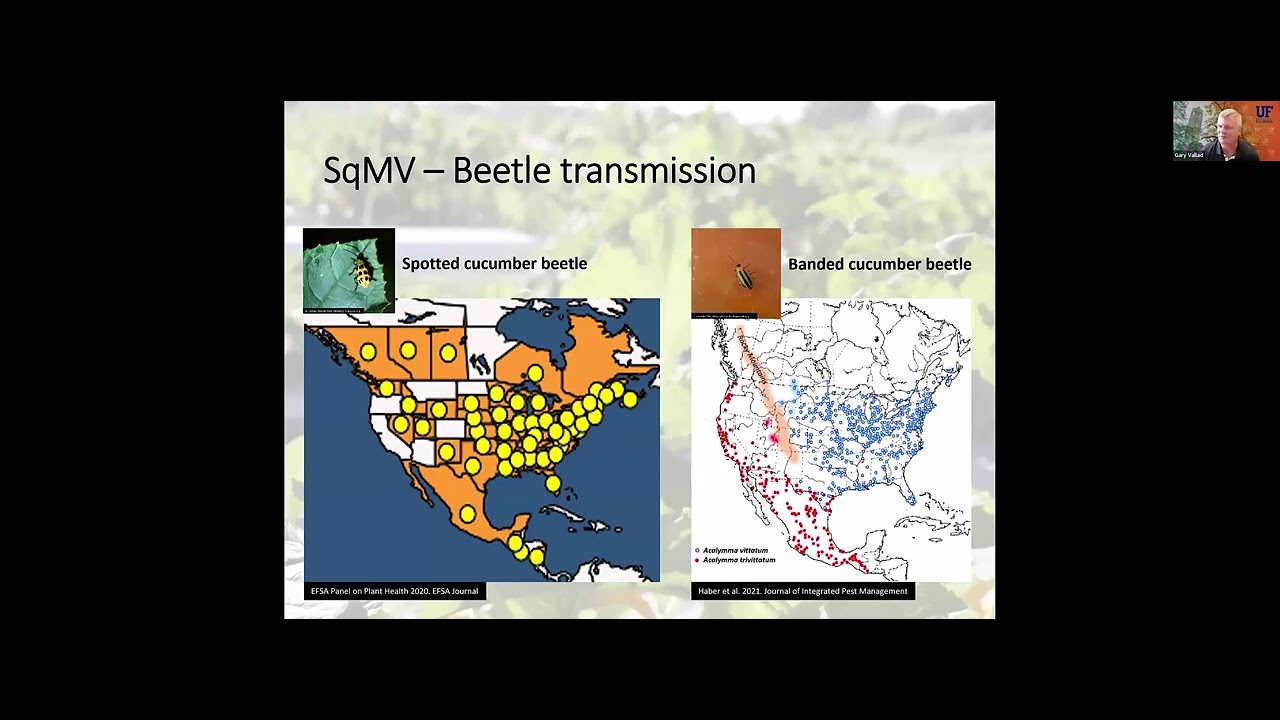 Squash Mosaic Virus (SqMV), EVCWG (2026)