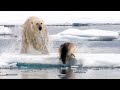 Best Scenes From The Hunt Part 1 Top 5 BBC Earth