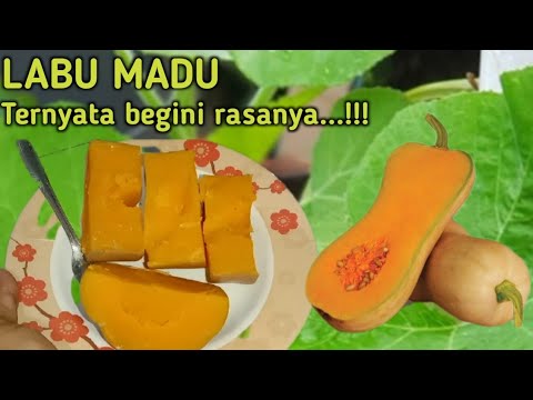 , title : 'Uji rasa buah labu madu/butternut pumpkin'