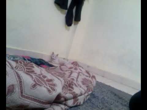 Cat funn with Nibbur1