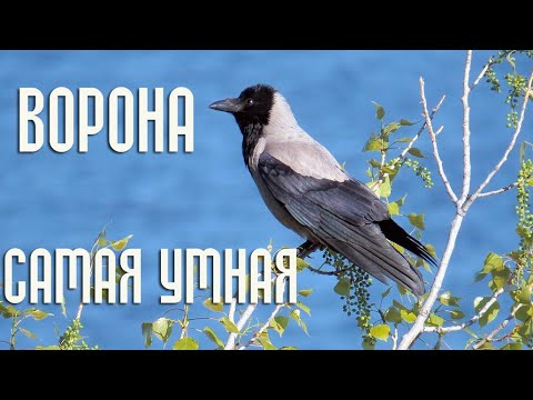 Ворона - самая умная птица / Интересные факты из жизни ворон - Птицы России - Фильм 29