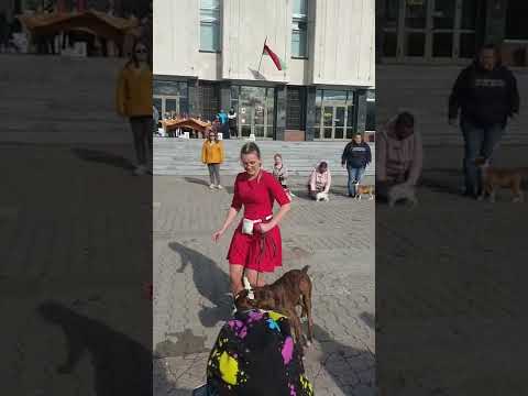 BLESK FORTUNI OXYGEN, 3 months old