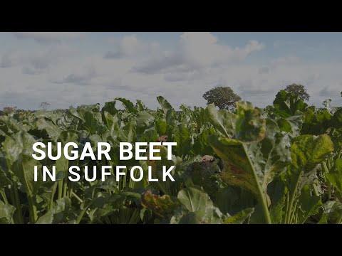 Sugar beet in Suffolk