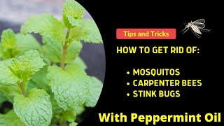 Peppermint Oil For Pest Control: Mosquitos, Carpenter Bees, Crickets, Stink Bugs etc....