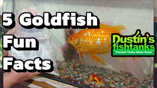 Goldfish Keeping: Goldfish Facts- Five fun Facts about Goldfish