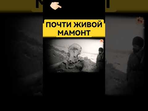 👉🏻 Найден почти живой мамонт. #сундаков #археолог #археология #загадкиистории