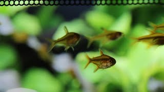 My Nano Fish Communities
