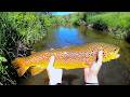 Video Thumbnail for Alone Creek Fishing Saskatchewan's Wilderness Creeks