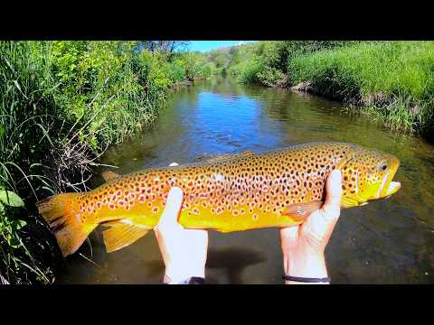 Alone Creek Fishing Saskatchewan's Wilderness Creeks