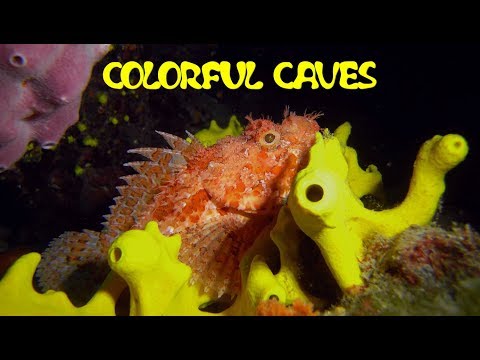 Tauchen in Kroatien, Cres - Bunte Höhlen / Diving in Croatia, Cres - colorful caves