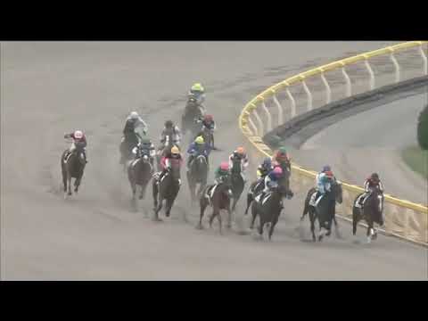 2019.11.03 2yo Newcomer (JPN) - Maitre Meneur