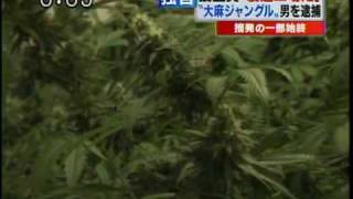 Marijuana farm inside Japanese apartment