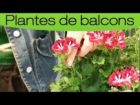 comment nettoyer geranium