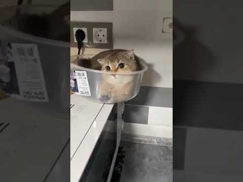 Shorts Funny video and  Cute cat video 🤣🤣