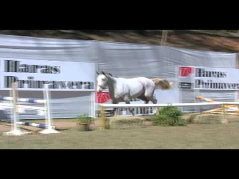 Century GMS (Cool de Laubry Z x Funny Girl Gms / Jasper)