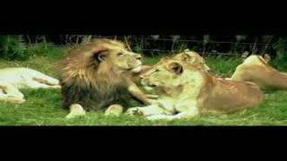 صورة أيها العاشق  اسمع | ياسر الحزيمي