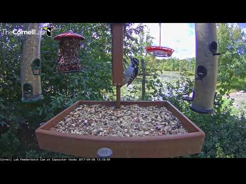 Ruby-throated Hummingbird Flutters By Hairy Woodpecker And Sips Nectar – Sept. 8, 2017