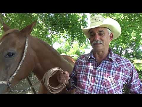 Cría de caballos árabes en Camagüey