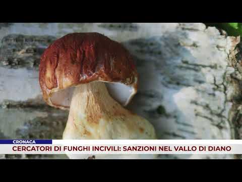 CRONACA. CERCATORI DI FUNGHI INCIVILI: SANZIONI NEL VALLO DI DIANO