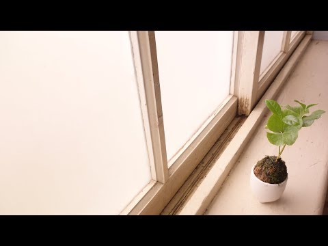 魔法DIY種子盆栽 - 第五集( DIY Taiwan Bonsai Tree Seeds Ep.5 English SUB CC )