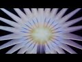 Columbia Pictures Home Entertainment Logo Triple Pitched