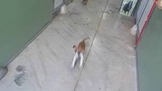 Video T Puppies 3