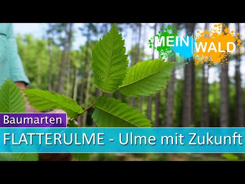 The European white elm 🌳 What it can do and what makes it special