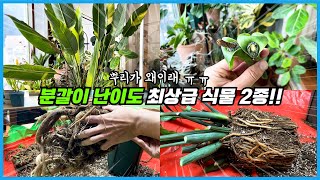 분갈이하기 가장 어려운 식물 금전수VS극락조!! 미루다 미루다 3년만에 하는 분갈이... 뿌리 징그러움 주의…