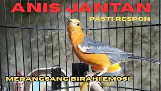 Download lagu TERAPI DAN PANCINGAN ANIS MERAH macet dan malas bunyi pasti ikut gacor | HW ANIS MERAH  mp3