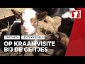 Op kraamvisite bij de pasgeboren geitjes op kinderboerderij Noord