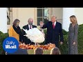Trump Pardons Thanksgiving Turkey In The White House Rose Garden