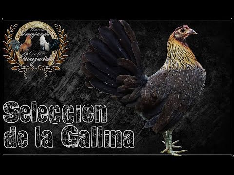 , title : 'Seleccion de la Gallina'
