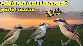 Download lagu masteran suara burung cendet macan super pedas siap kalahkan lawan mp3