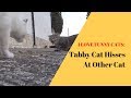 Cats Hissing At Each Other