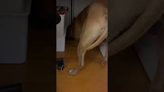 Hide and seek with a cheese stuffed King #pitbull #hideandseekgame #italy