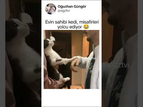 Misafirleri yolcu eden kedi
