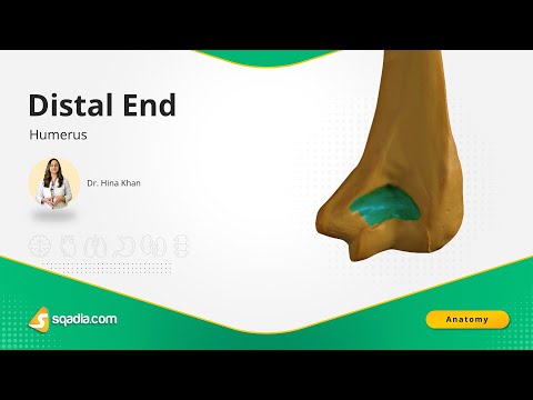 Humerus | Distal End | Bone Anatomy | Upper Limb | Skeletal System | sqadia.com