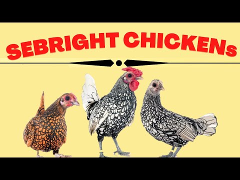 , title : 'Sebright Bantam Chickens| Golden and Silver laced British Sebright chickens