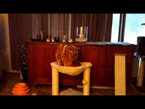 Cat jealousy win-twin sibling rivalry