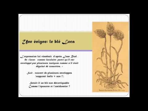 Les Céréales à la Renaissance