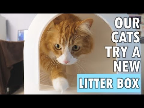 download lagu mp3 mp4 Igloo Cat Litter, download lagu Igloo Cat Litter gratis, unduh video klip Igloo Cat Litter