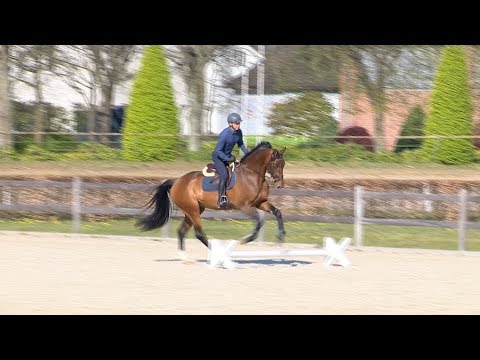 Die Verbandshengste im Training - Corfu de la Vie