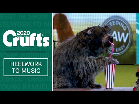 Dog drinks through a straw? Amazing Heelwork to Music routine at Crufts 2020