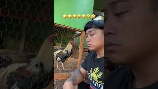 My chicken trying to assert dominance 🤣 #rooster #chicken #filipino #hawaii #shorts