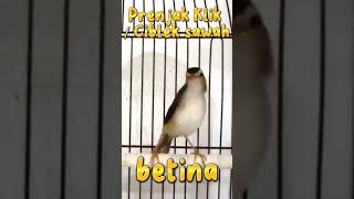 Download lagu Ciblek sawah betina atau ciblek klik betina masih tetep gacor #anakanburung #cibleksawah #ciblek mp3