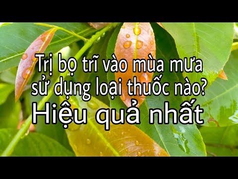 Loại thuốc trị bọ trĩ tốt nhất trong mùa mưa bão